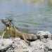 iguana_green_tf_gc_h_0164_cay1081.jpg
